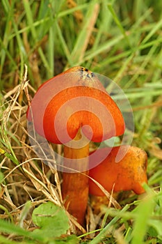 Vertical closeup on the colorful orange Witch's Hat mushroom, Hy