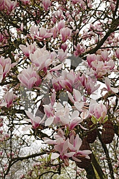 Vertical closeup on a colorful pink to white rich flowering Tulip tree, tulip tree, Liriodendron tulipifera