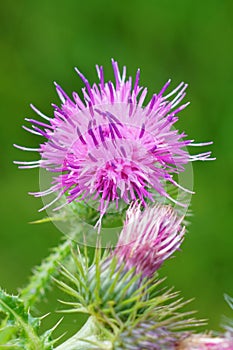 Vertical closeup on a colorful purple Canada, creeping field thistle flower, Cirsium arvense against a green background