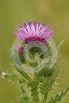 Vertical closeup on a colorful purple spear-thistle flower, Cirsium vulgare