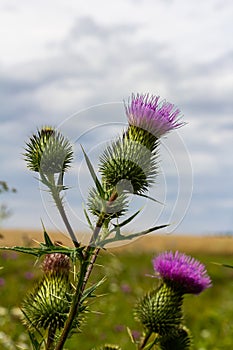 Vertical closeup on a colorful purple spear-thistle flower, Cirsium vulgare