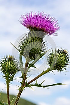 Vertical closeup on a colorful purple spear-thistle flower, Cirsium vulgare