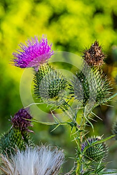 Vertical closeup on a colorful purple spear-thistle flower, Cirsium vulgare