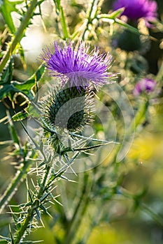 Vertical closeup on a colorful purple spear-thistle flower, Cirsium vulgare