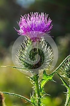 Vertical closeup on a colorful purple spear-thistle flower, Cirsium vulgare