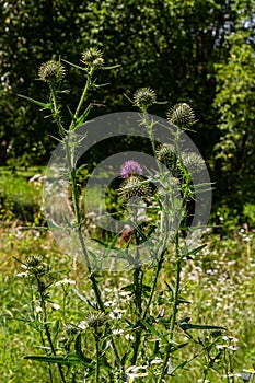 Vertical closeup on a colorful purple spear-thistle flower, Cirsium vulgare