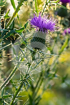 Vertical closeup on a colorful purple spear-thistle flower, Cirsium vulgare