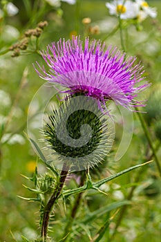 Vertical closeup on a colorful purple spear-thistle flower, Cirsium vulgare