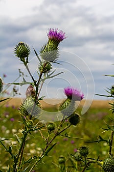 Vertical closeup on a colorful purple spear-thistle flower, Cirsium vulgare