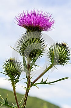 Vertical closeup on a colorful purple spear-thistle flower, Cirsium vulgare