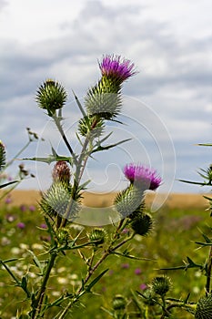 Vertical closeup on a colorful purple spear-thistle flower, Cirsium vulgare