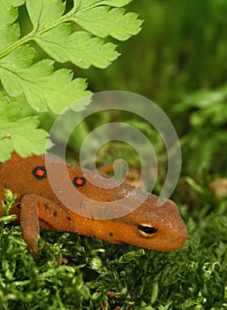 Closeup on a colorful red eft stage juvenile Red-spotted newt Notophthalmus viridescens