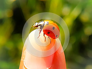Vertical closeup of a colorful red seven-spot ladybird