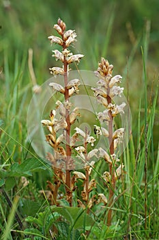Vertical closeup on the common broomrape parsite plant, Orobanche minor in a meadow