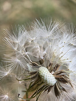 Vertical closeup of a common dandelion, Taraxacum officinale