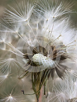 Vertical closeup of a common dandelion, Taraxacum officinale