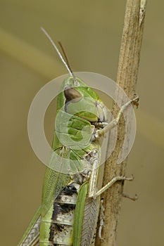 Vertical closeup on the Common European meadow grasshopper Pseudochorthippus parallelus on a straw of grass photo