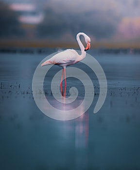 Vertical closeup of a common flamingo (Phoenicopterus roseus) in the water