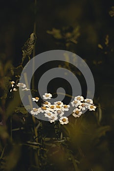 Vertical closeup of common sneezer (Yarrow ptarmica) flowers growing in green grass