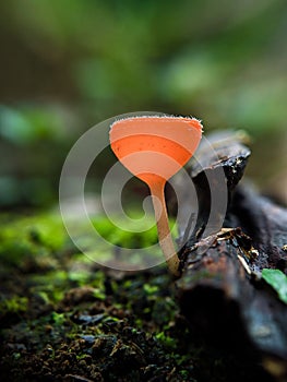 Vertical closeup of Cookeina speciosa, a species of fungus in the family Sarcoscyphaceae.