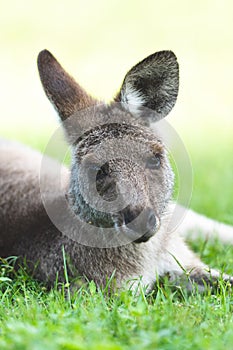 Vertical closeup of a cute fluffy kangaroo lying on the bright green grass in Coombabah Park photo