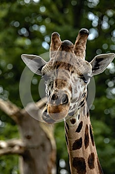 Vertical closeup of a cute giraffe chewing on the background of trees