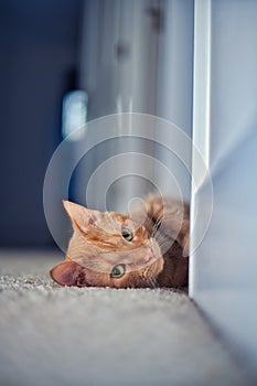 Vertical closeup of a cute orange tabby cat lying on the floor.