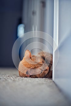 Vertical closeup of a cute orange tabby cat lying on the floor.