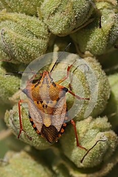 Vertical closeup on a cvolorful orange Mediterranean shiedl bug, Carpocoris meditteraneus