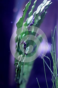 Vertical closeup of the dark blue seahorses in an aquarium.