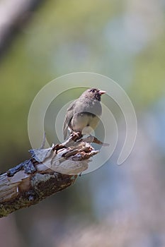 Vertical closeup of a dark-eyed junco bird perched on a tree branch edge