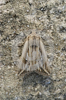 Vertical closeup on a Detailed closeup on a Mediterranean Mythimna l-album wainscot owlet moth, sitting on stone