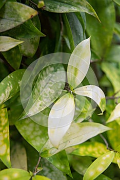 Vertical closeup of Dracaena surculosa, called the gold dust dracaena and spotted dracaena.