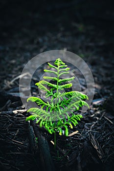 Vertical closeup of an eagle fern leaf captured against a burns forest foliage