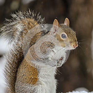 Vertical closeup of the eastern gray squirrel, Sciurus carolinensis.