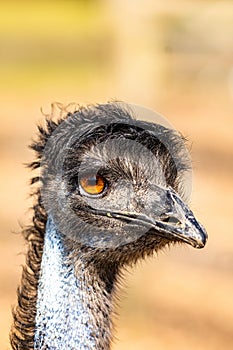 Vertical closeup of an emu (Dromaius novaehollandiae) with orange eyes