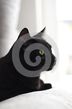 Vertical closeup of face of a black cat against white blurred background