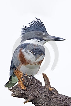 Vertical closeup of a female belted kingfisher, Megaceryle alcyon.