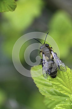 Vertical closeup on a female Chocolate mining bee, Andrena scotica sitting in green vegetation