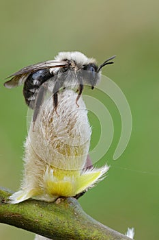 Vertical closeup on a female Gray-backed mining bee, Andrena vaga, sitting on top of a Goat Willow catkin
