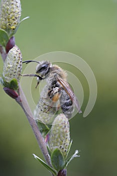 Vertical closeup on a female gray-gastered mining bee, Andrena tibia\'s on a Willow twig, Salix