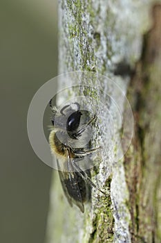 Vertical closeup on a female mellow miner solitary bee, Andrena mitis sitting on the bark of a tree