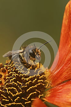 Vertical closeup on a female Patchwork leafcutter bee, Megachile centuncularis, sitting on an orange Helenium flower