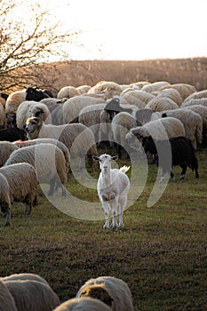 Vertical closeup of a flock of sheep in a meadow