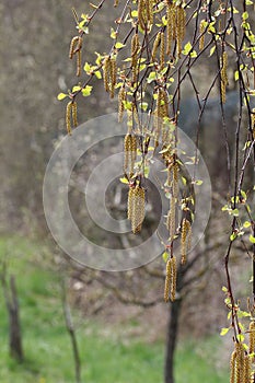 Vertical closeup focus shot of alnus firma plants photo