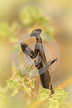 Vertical closeup of a French small praying mantis, Ameles decolor sitting in the vegetation