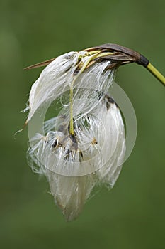 Vertical closeup on fruits and seeds of the Broad-leaved Cottongrass, Eriophorum latifolium