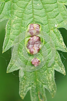 Vertical closeup on a gall midge or gnat of the nettle pouch gall fly, Dasineura urticae, on a common nettle leaf