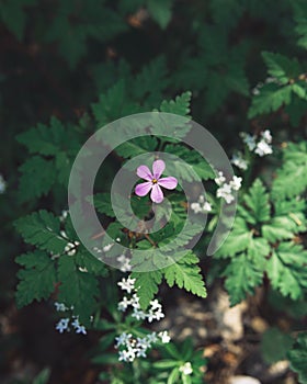 Vertical closeup of Geranium robertianum (herb-Robert) growing on a green shrub