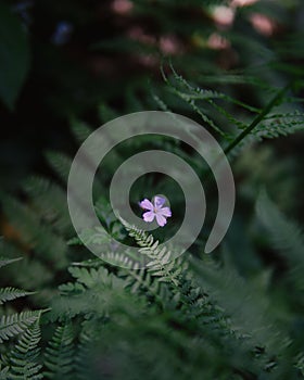 Vertical closeup of Geranium robertianum (herb-Robert) growing on a green shrub